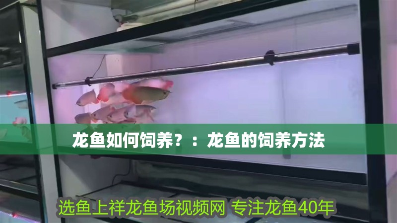 龍魚如何飼養？：龍魚的飼養方法 龍魚如何飼養？：龍魚的飼養方法 龍魚百科