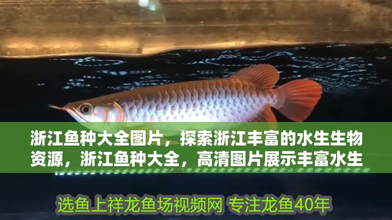 浙江魚種大全圖片,探索浙江豐富的水生生物資源,浙江魚種大全,高清圖片展示豐富水生生物資源 龍魚百科 第1張 浙江魚種大全圖片,探索浙江豐富的水生生物資源,浙江魚種大全,高清圖片展示豐富水生生物資源 浙江魚種大全圖片,探索浙江豐富的水生生物資源,浙江魚種大全,高清圖片展示豐富水生生物資源 龍魚百科 第1張