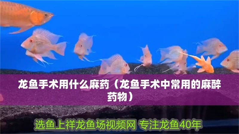 龍魚手術用什么麻藥（龍魚手術中常用的麻醉藥物）