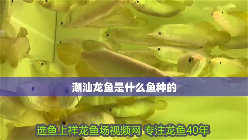 潮汕龍魚(yú)是什么魚(yú)種的