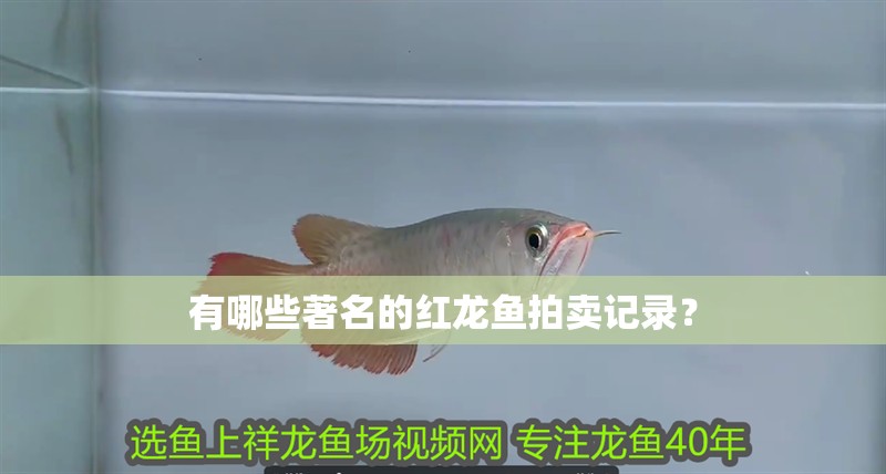 有哪些著名的紅龍魚拍賣記錄？