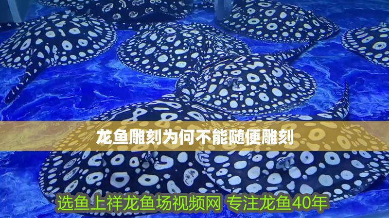 龍魚雕刻為何不能隨便雕刻