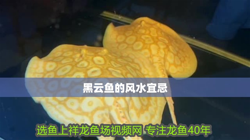 魚缸用增氧泵價格是多少:魚缸增氧機-xtrac增氧機-xtrac增氧機 黑云魚的風水宜忌 龍魚論壇 黑云魚的風水宜忌 黑云魚的風水宜忌 龍魚論壇