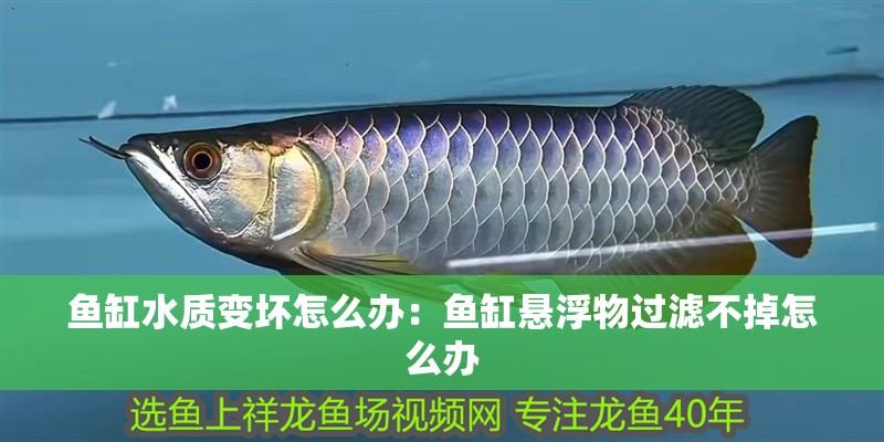 魚(yú)缸水質(zhì)變壞怎么辦：魚(yú)缸懸浮物過(guò)濾不掉怎么辦 魚(yú)缸水質(zhì)變壞怎么辦：魚(yú)缸懸浮物過(guò)濾不掉怎么辦 魚(yú)缸百科