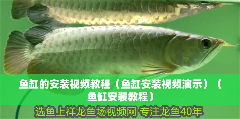 魚缸的安裝視頻教程（魚缸安裝視頻演示）（魚缸安裝教程）