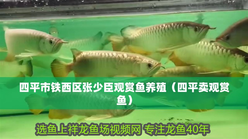 四平市鐵西區張少臣觀賞魚養殖（四平賣觀賞魚）