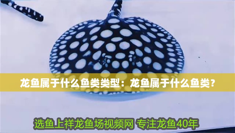 龍魚屬于什么魚類類型：龍魚屬于什么魚類？
