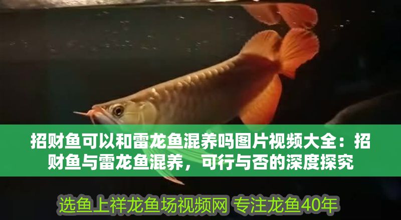 招財魚可以和雷龍魚混養嗎圖片視頻大全：招財魚與雷龍魚混養，可行與否的深度探究