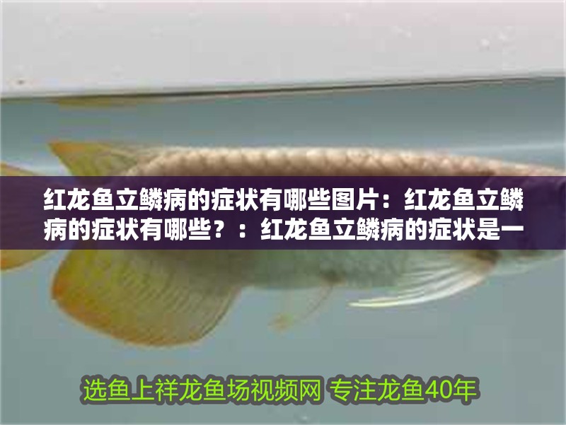 紅龍魚立鱗病的癥狀有哪些圖片：紅龍魚立鱗病的癥狀有哪些？：紅龍魚立鱗病的癥狀是一種常見的魚類疾病主要癥狀包括紅龍魚