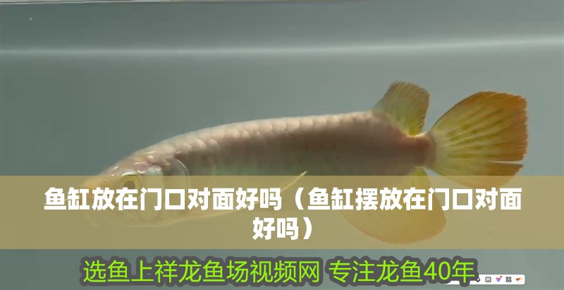 魚缸放在門口對面好嗎（魚缸擺放在門口對面好嗎）