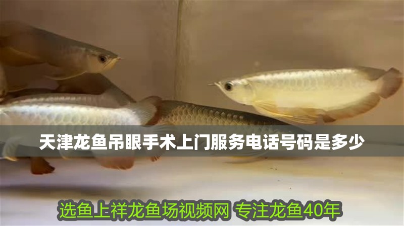 天津龍魚吊眼手術上門服務電話號碼是多少 天津龍魚吊眼手術上門服務電話號碼是多少 龍魚百科