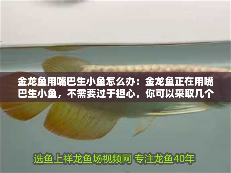 金龍魚用嘴巴生小魚怎么辦：金龍魚正在用嘴巴生小魚，不需要過于擔(dān)心，你可以采取幾個步驟