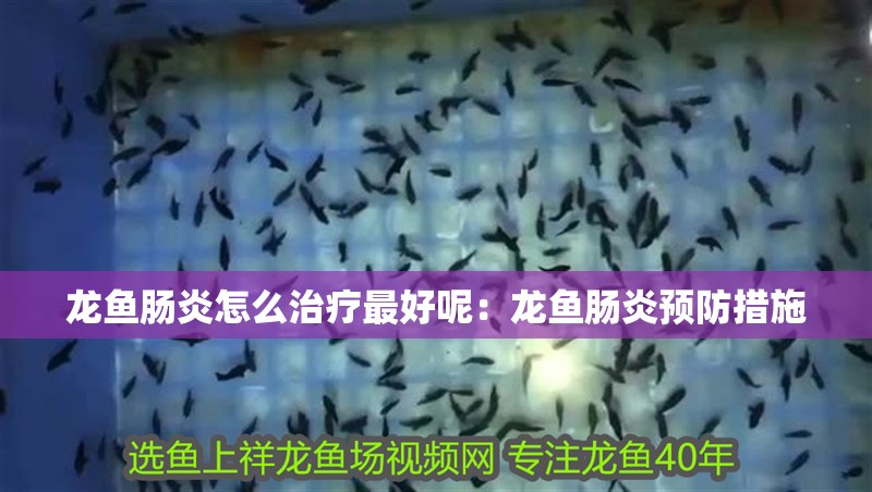 龍魚腸炎怎么治療最好呢：龍魚腸炎預防措施 龍魚腸炎怎么治療最好呢：龍魚腸炎預防措施 龍魚百科