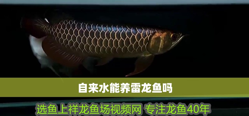 自來水能養雷龍魚嗎
