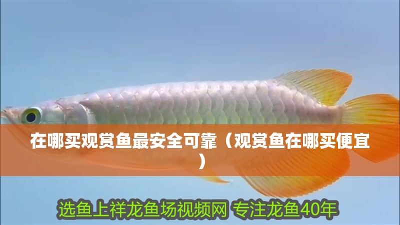 在哪買觀賞魚最安全可靠（觀賞魚在哪買便宜）