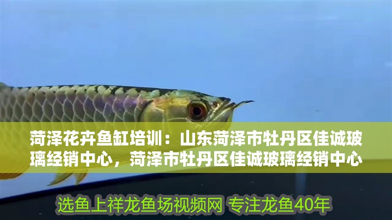 菏澤花卉魚缸培訓：山東菏澤市牡丹區佳誠玻璃經銷中心，菏澤市牡丹區佳誠玻璃經銷中心 菏澤花卉魚缸培訓：山東菏澤市牡丹區佳誠玻璃經銷中心，菏澤市牡丹區佳誠玻璃經銷中心 魚缸百科