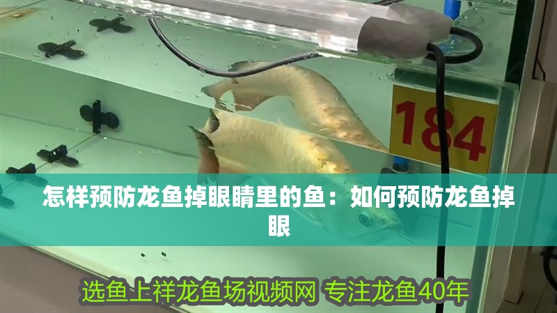 怎樣預防龍魚掉眼睛里的魚：如何預防龍魚掉眼