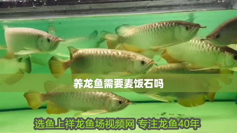 養龍魚需要麥飯石嗎 養龍魚需要麥飯石嗎 龍魚百科
