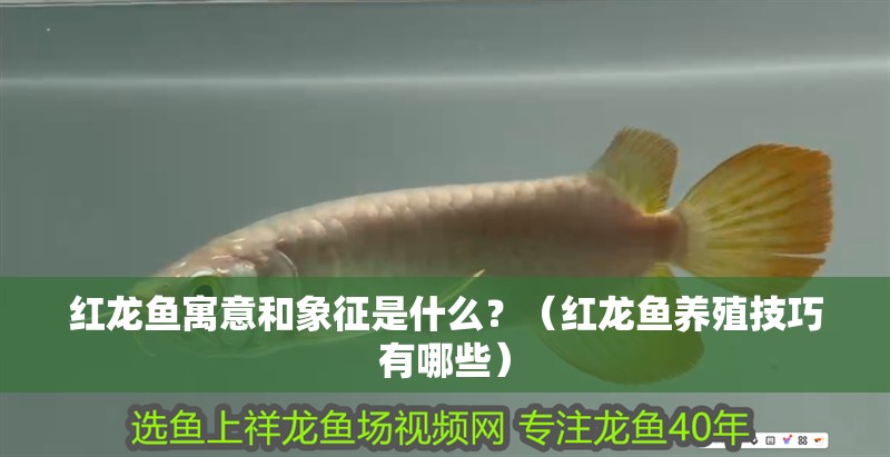 紅龍魚寓意和象征是什么？（紅龍魚養殖技巧有哪些）