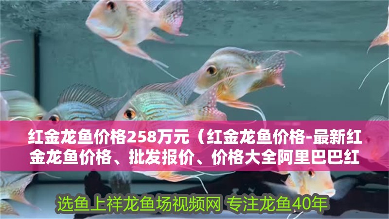 紅金龍魚價格258萬元（紅金龍魚價格-最新紅金龍魚價格、批發報價、價格大全阿里巴巴紅金龍魚多少錢一條） 紅金龍魚價格258萬元（紅金龍魚價格-最新紅金龍魚價格、批發報價、價格大全阿里巴巴紅金龍魚多少錢一條） 龍魚百科
