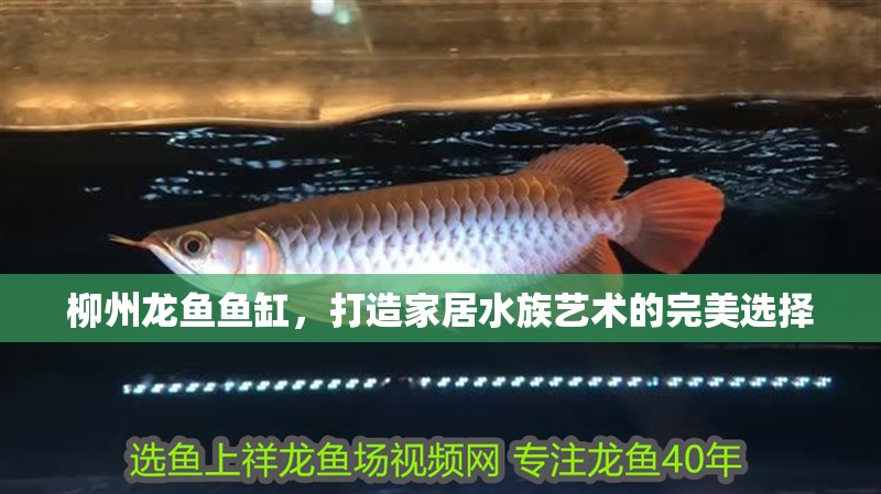 柳州龍魚魚缸，打造家居水族藝術的完美選擇