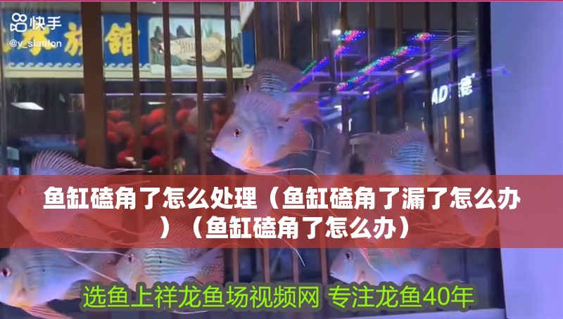 魚缸磕角了怎么處理（魚缸磕角了漏了怎么辦）（魚缸磕角了怎么辦）