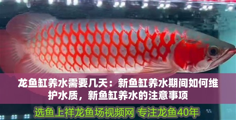 龍魚缸養水需要幾天：新魚缸養水期間如何維護水質，新魚缸養水的注意事項