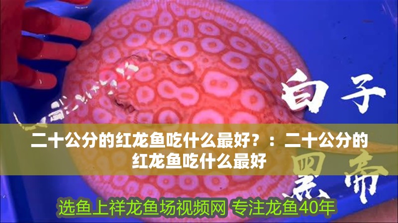 二十公分的紅龍魚吃什么最好？：二十公分的紅龍魚吃什么最好