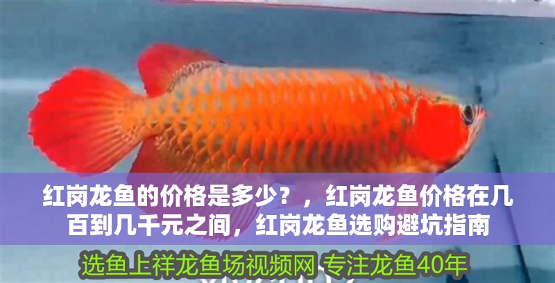 紅崗龍魚的價格是多少？，紅崗龍魚價格在幾百到幾千元之間，紅崗龍魚選購避坑指南