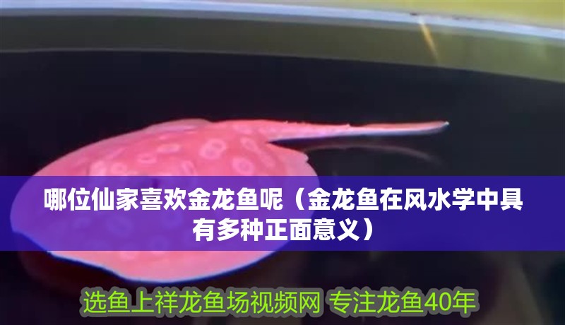 哪位仙家喜歡金龍魚呢（金龍魚在風水學中具有多種正面意義）