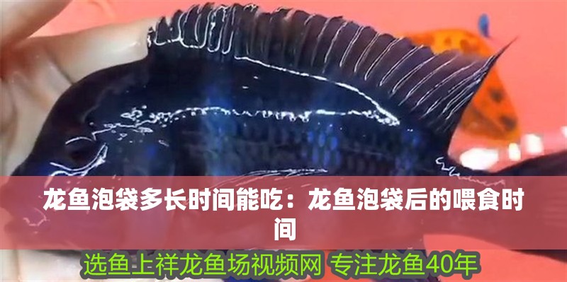 龍魚泡袋多長(zhǎng)時(shí)間能吃：龍魚泡袋后的喂食時(shí)間