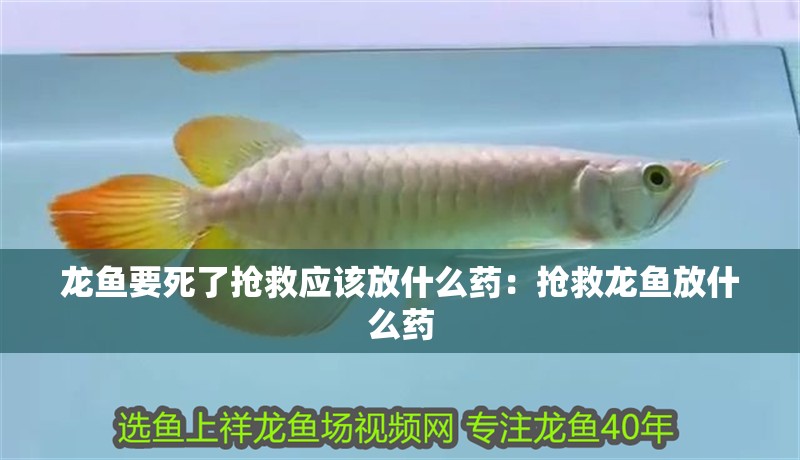 龍魚干蝦有營養(yǎng)嗎 龍魚要死了搶救應(yīng)該放什么藥:搶救龍魚放什么藥 龍魚百科 龍魚要死了搶救應(yīng)該放什么藥:搶救龍魚放什么藥 龍魚要死了搶救應(yīng)該放什么藥:搶救龍魚放什么藥 龍魚百科
