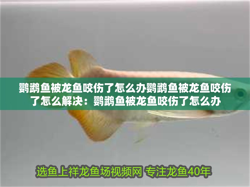 鸚鵡魚被龍魚咬傷了怎么辦鸚鵡魚被龍魚咬傷了怎么解決：鸚鵡魚被龍魚咬傷了怎么辦