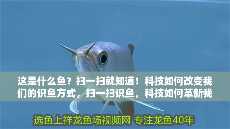 這是什么魚？掃一掃就知道！科技如何改變我們的識魚方式，掃一掃識魚，科技如何革新我們的魚類識別方式