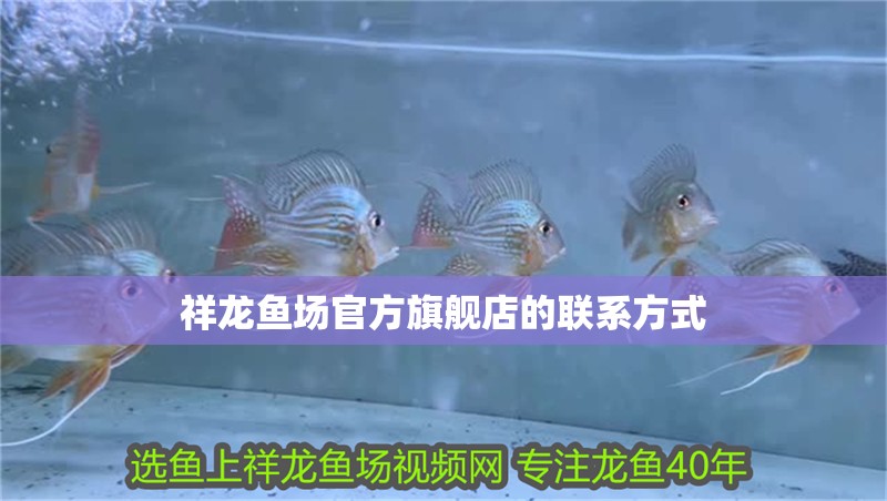 祥龍魚場(chǎng)官方旗艦店的聯(lián)系方式