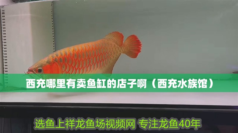 西充哪里有賣魚缸的店子啊（西充水族館）