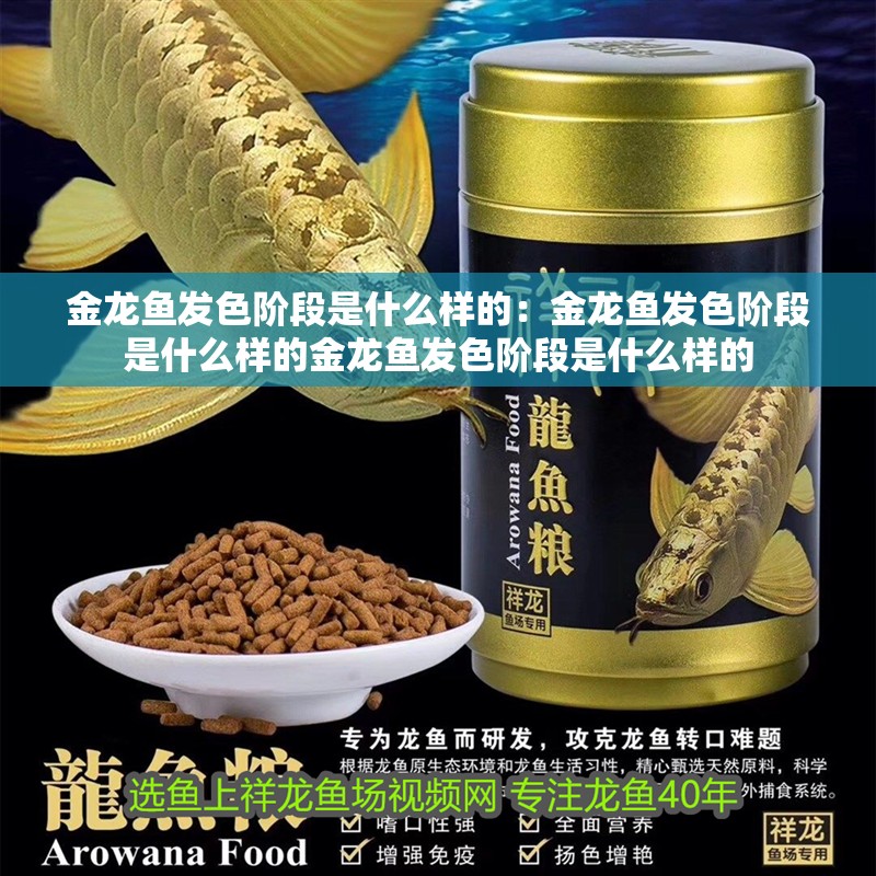 金龍魚發(fā)色階段是什么樣的：金龍魚發(fā)色階段是什么樣的金龍魚發(fā)色階段是什么樣的