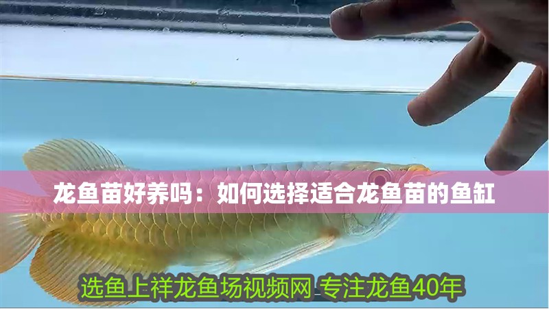 龍魚苗好養(yǎng)嗎：如何選擇適合龍魚苗的魚缸 龍魚苗好養(yǎng)嗎：如何選擇適合龍魚苗的魚缸 龍魚百科