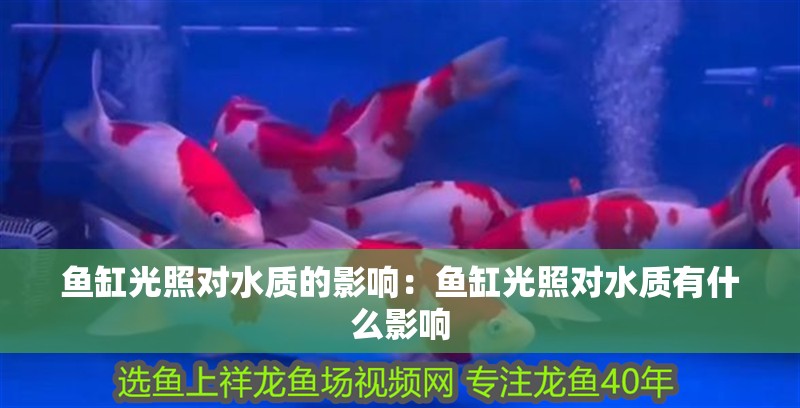 魚缸光照對水質的影響：魚缸光照對水質有什么影響