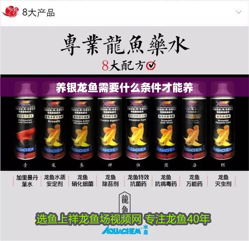 養銀龍魚需要什么條件才能養