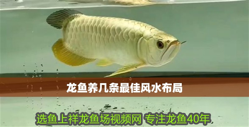 龍魚(yú)養(yǎng)幾條最佳風(fēng)水布局 龍魚(yú)養(yǎng)幾條最佳風(fēng)水布局 龍魚(yú)論壇