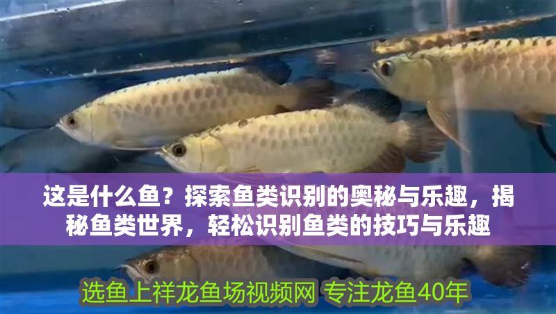 這是什么魚？探索魚類識別的奧秘與樂趣，揭秘魚類世界，輕松識別魚類的技巧與樂趣