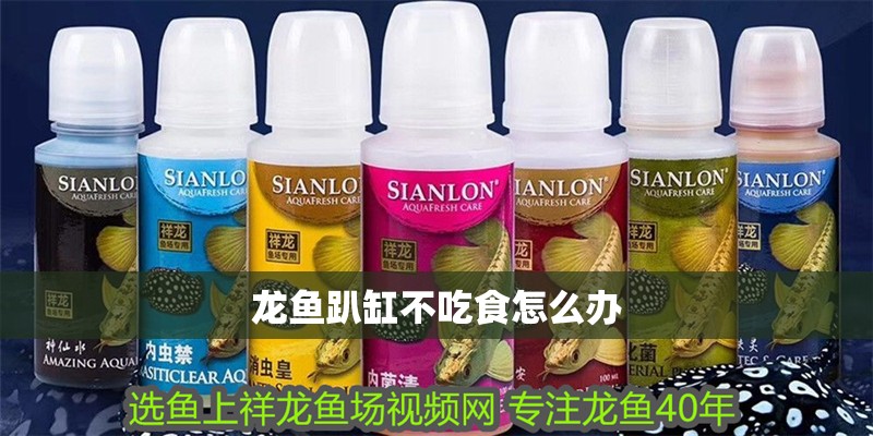 龍魚趴缸不吃食怎么辦