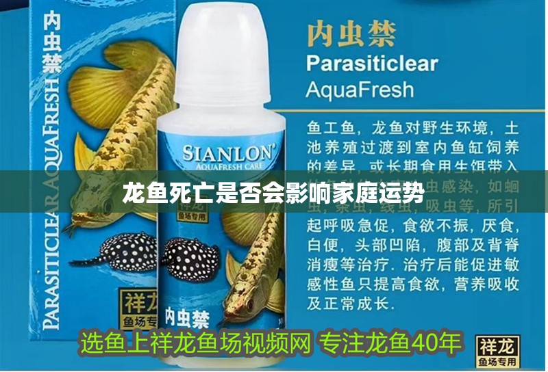 龍魚死亡是否會影響家庭運勢