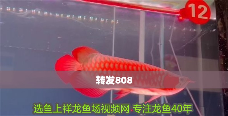 轉(zhuǎn)發(fā)808