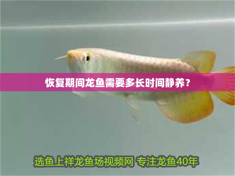 恢復期間龍魚需要多長時間靜養？