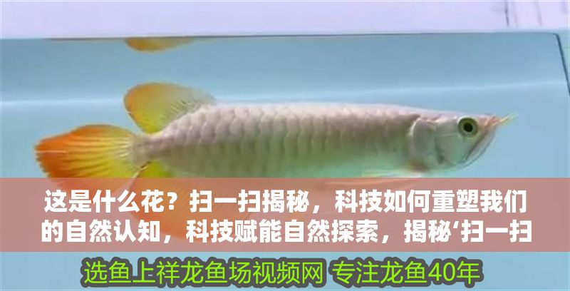 這是什么花？掃一掃揭秘，科技如何重塑我們的自然認知，科技賦能自然探索，揭秘‘掃一掃’識花背后的認知革命