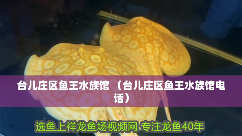 臺(tái)兒莊區(qū)魚王水族館 （臺(tái)兒莊區(qū)魚王水族館電話）
