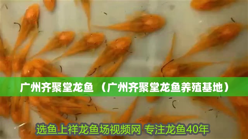 廣州齊聚堂龍魚 （廣州齊聚堂龍魚養殖基地）