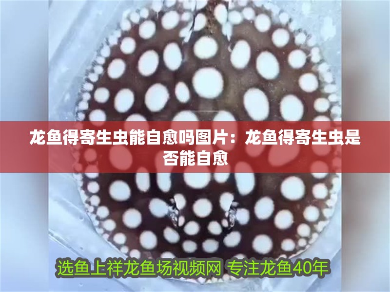 龍魚得寄生蟲能自愈嗎圖片：龍魚得寄生蟲是否能自愈